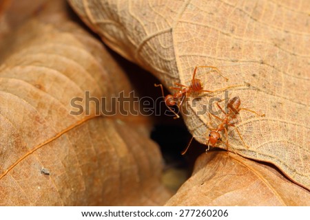 Ants, Ants on dry leaves,a deep red. Head and chest hairs thin mustache with 12 segments long, curved neck, chest, legs, slender shape resembles a saddle nest on the trees.