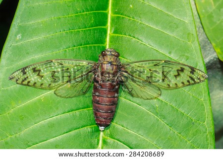 Cicada is an insect with big eyes. On the side of the head A great sensory perception on the wings.