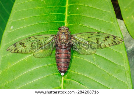 Cicada is an insect with big eyes. On the side of the head A great sensory perception on the wings.