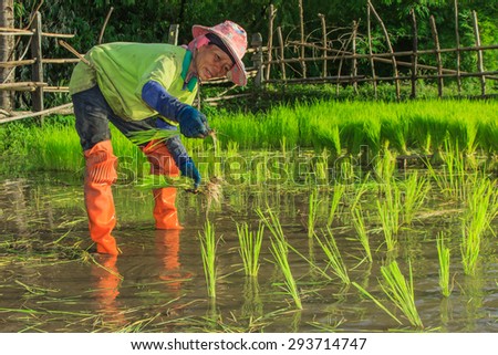Farmers - Farmers are planting rice in his joy. He is hopeful that green fields will become the gold grains in another. 3 months-Mae Tha ,Lampang,Thailand-July 5, 2015