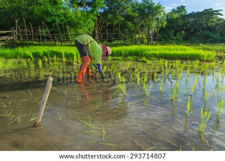 Farmers - Farmers are planting rice in his joy. He is hopeful that green fields will become the gold grains in another. 3 months-Mae Tha ,Lampang,Thailand-July 2, 2015