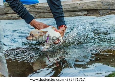 Puppy-Chihuahua Puppy - swimming