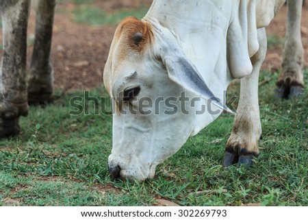 Cow - Cow Thailand