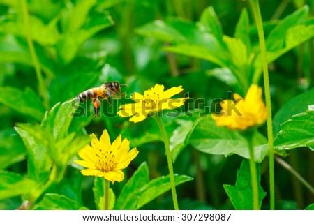 Bees - bees are flying above the flowers.