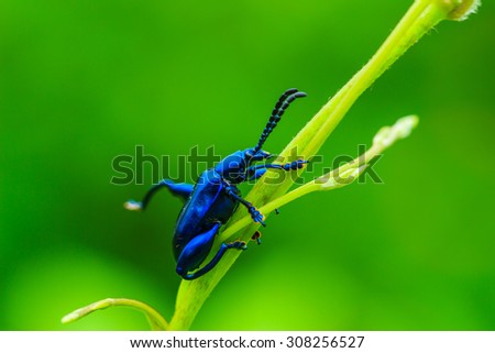 Macro insects.-Common Name, Tricolor Big-legged