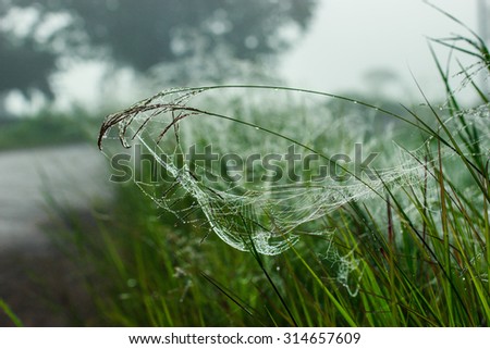Water droplets on a spider fiber,Water droplets ,spider fiber