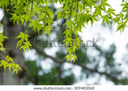 Japanese Maple leaves in summer, Kyoto, Japan.