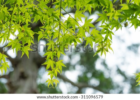 Japanese Maple leaves in summer, Kyoto, Japan.