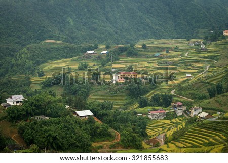 Rice fields on terraced of sapa, Vietnam. Rice fields prepare the harvest at Northwest Vietnam.Vietnam landscapes