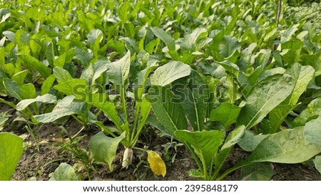 Similar – Image, Stock Photo Radish growing on farm in summer