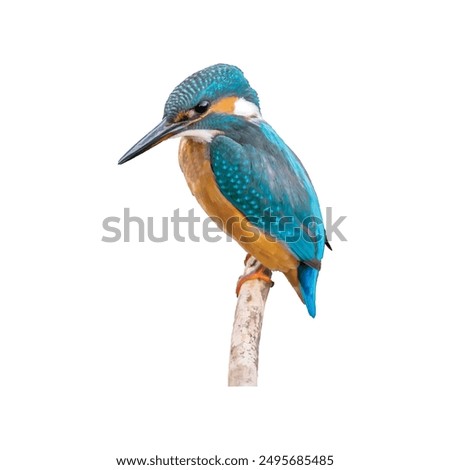 Similar – Image, Stock Photo Kingfisher Portrait