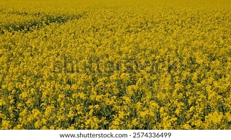 Image, Stock Photo Field of rape without horizon with two guide tracks