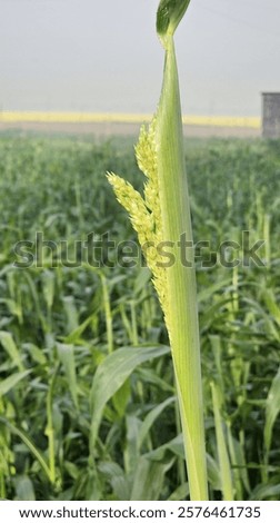 Similar – Image, Stock Photo Close-up of green panicle hydrangea against a blue background