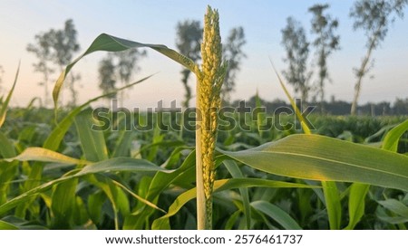 Similar – Image, Stock Photo Close-up of green panicle hydrangea against a blue background