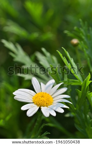 Similar – Image, Stock Photo summer memory marguerites