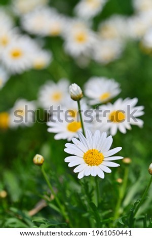 Similar – Image, Stock Photo summer memory marguerites