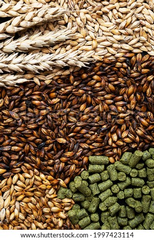 Ingredients for brewers. Pale ale, chocolate and caramel malt grains, green hops and wheat ears, close-up. Craft beer brewing from grain barley malt. Foto stock © 