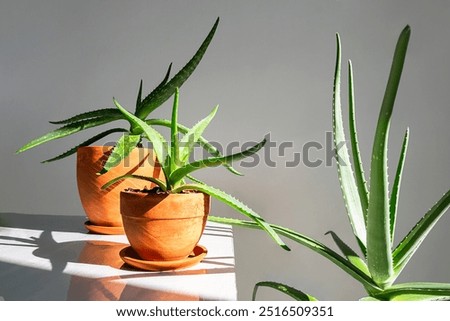 Similar – Image, Stock Photo Aloe Vera plant in pot with hanging leaves