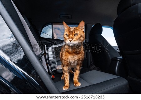 Similar – Image, Stock Photo bengal cat Animal Pet Cat