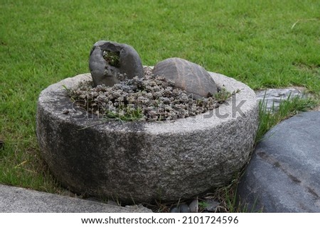 Cape Blanco Sedum growing in a stone pot Stockfoto © 