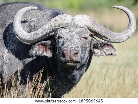 Animal With Curved Horns / Heart Curved Horns On A Zebu From India