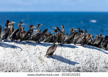 Image, Stock Photo Group of cormorants in a Llobregat Delta, Barcelona, Spain