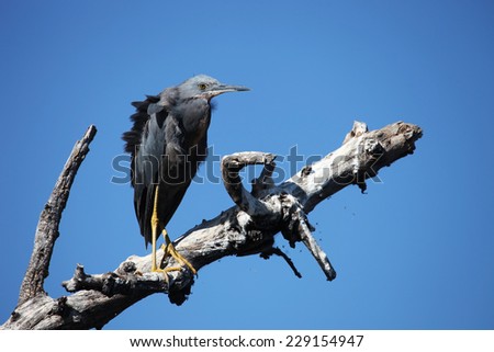Green Heron on the trunk of a dead tree against the blue sky, Delta Okavango, Botswana.