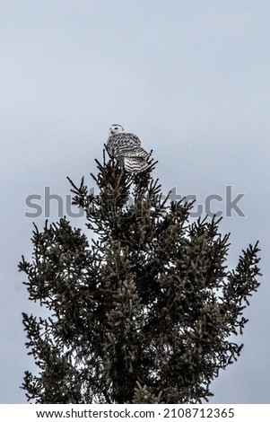 Female snowy owl perched on the top of a pine tree in the Sax-Zim Bog Nature Preserve in Toivola, Minnesota. Zdjęcia stock © 