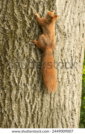 Similar – Foto Bild European brown squirrel