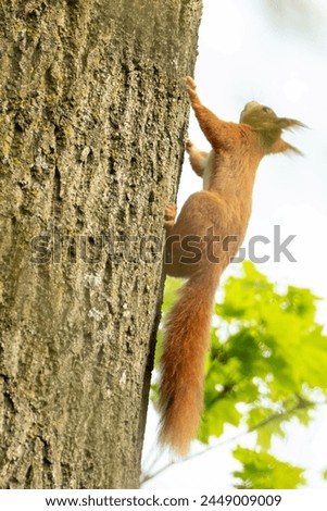 Similar – Foto Bild European brown squirrel