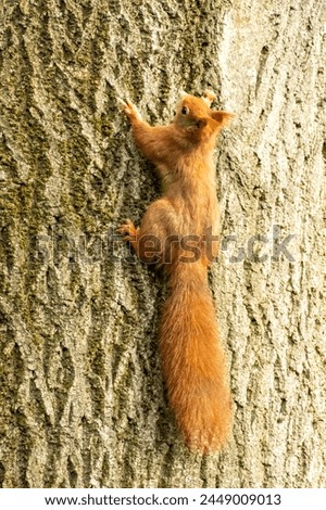 Similar – Foto Bild European brown squirrel