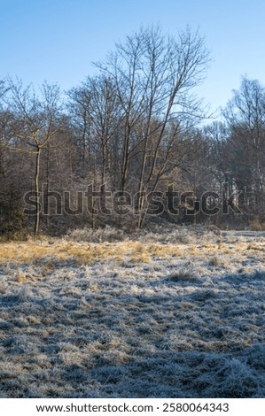 Similar – Image, Stock Photo Frozen grass on sunny day in winter