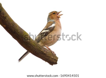 Similar – Image, Stock Photo Singing Finch Chaffinch