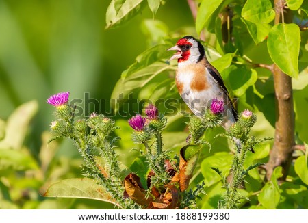 Similar – Image, Stock Photo Singing goldfinch in a tree