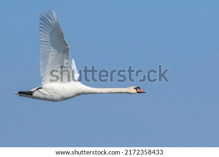 Similar – Image, Stock Photo Swans on a landing stage