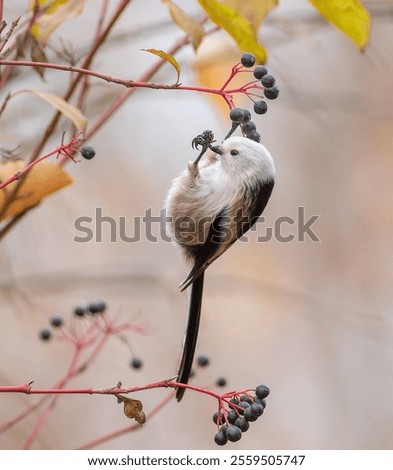 Similar – Image, Stock Photo Bird eating berry from snow covered tree