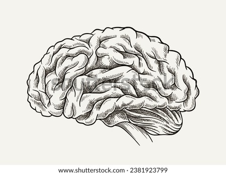 Brain minimalistic sketch concept. Anatomy and biology. Medical infographic and educational material. Poster or banner. Linear flat vector illustration isolated on grey background