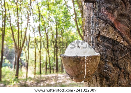 Rubber tree with clay bowl. Raw rubber on the rubber tree.