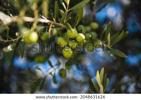 Olive tree with leaves. Harvesting the olives. Picking season for black and green olives. Healthy natural food from the trees. Olive oil production. Homegrown organic food. Extra virgin olive oil.