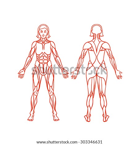 Anatomy Of Female Muscular System, Exercise And Muscle Guide. Women ...