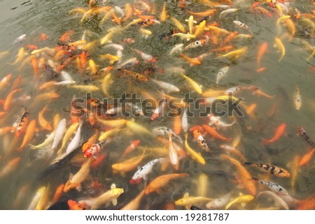 I have never seen so many koi fishes in the lake.