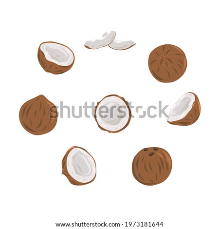Coconut set - whole nut coconut segment and coconut pulp. Half tropical fruit. Vector illustration.