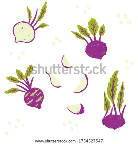 Kohlrabi pattern set. Purple Kohlrabi cabbage vector illustration. Whole pink kohlrabi, sliced, cut, leaves, pieces