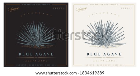 Vintage agave azul detailed engraved style illustration. Blue agave sketch