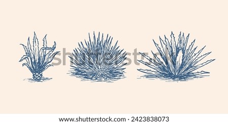 agave retro sketch illustration. Tequila plant ingredient vector