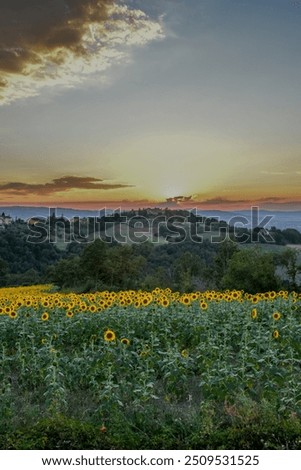 Similar – Image, Stock Photo Tuscan hill with sunflowers in blossom and typical farmhouse