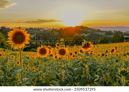 Similar – Image, Stock Photo Tuscan hill with sunflowers in blossom and typical farmhouse