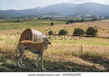 Similar – Foto Bild Windhund Hund 1 Tier