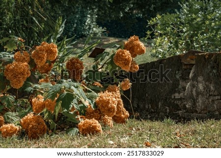 Foto Bild vertrocknete Hortensienblüte