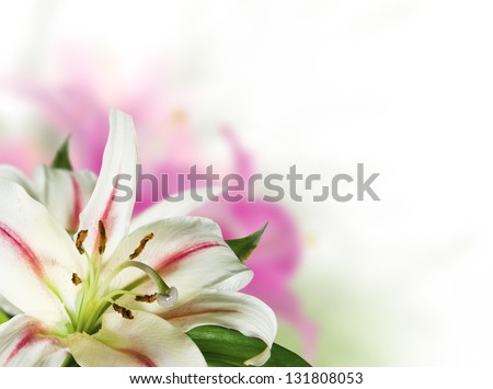 Pink flower lily on white background